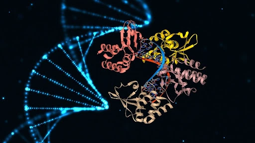 Beyond the Double Helix: How four-stranded DNA ‘knots’ helps proteins fold